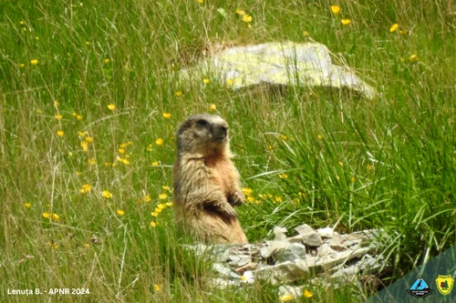 Marmote in Retezat  Foto Parcul Național Retezat (1) jpg