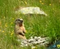 Marmote in Retezat  Foto Parcul Național Retezat (1) jpg