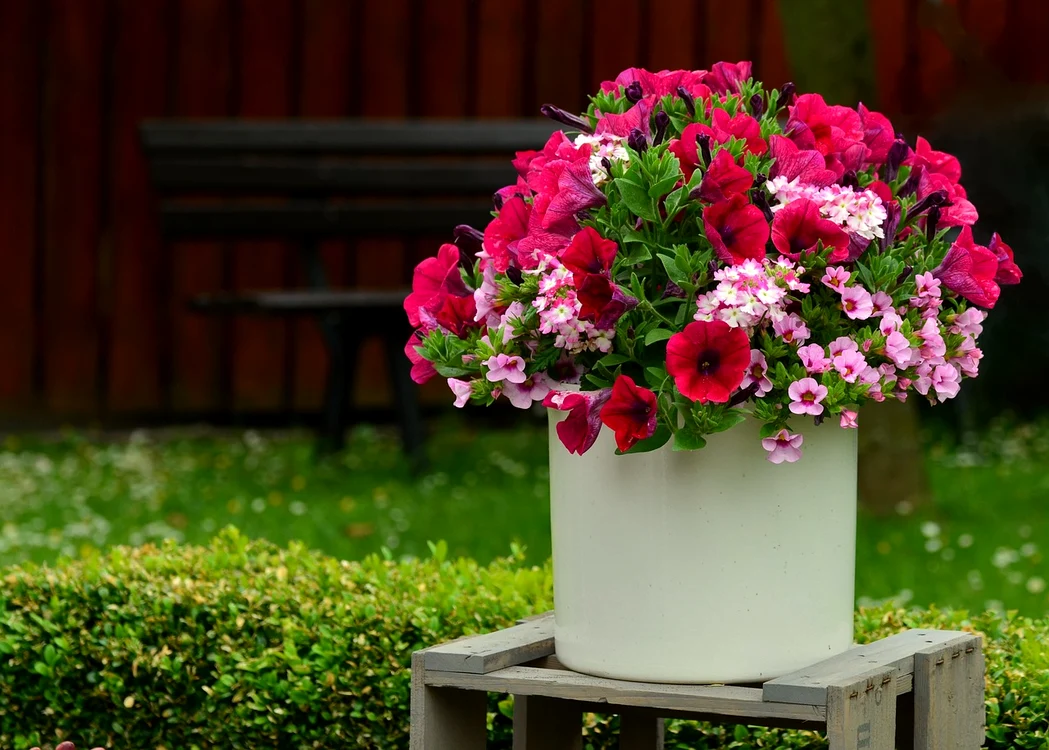 Petunii / foto: Pixabay 