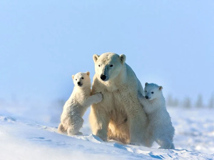 Urşii polari sunt consideraţi un simbol al impactului schimbărilor climatice. FOTO: Caters