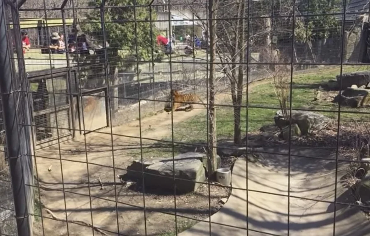 A sărit primul gard al cuștii tigruluifoto: captură video