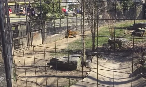 tigru zoo jpeg