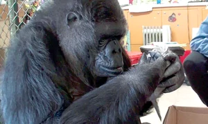 „   Ce bebe frumos avem aici!” jpeg