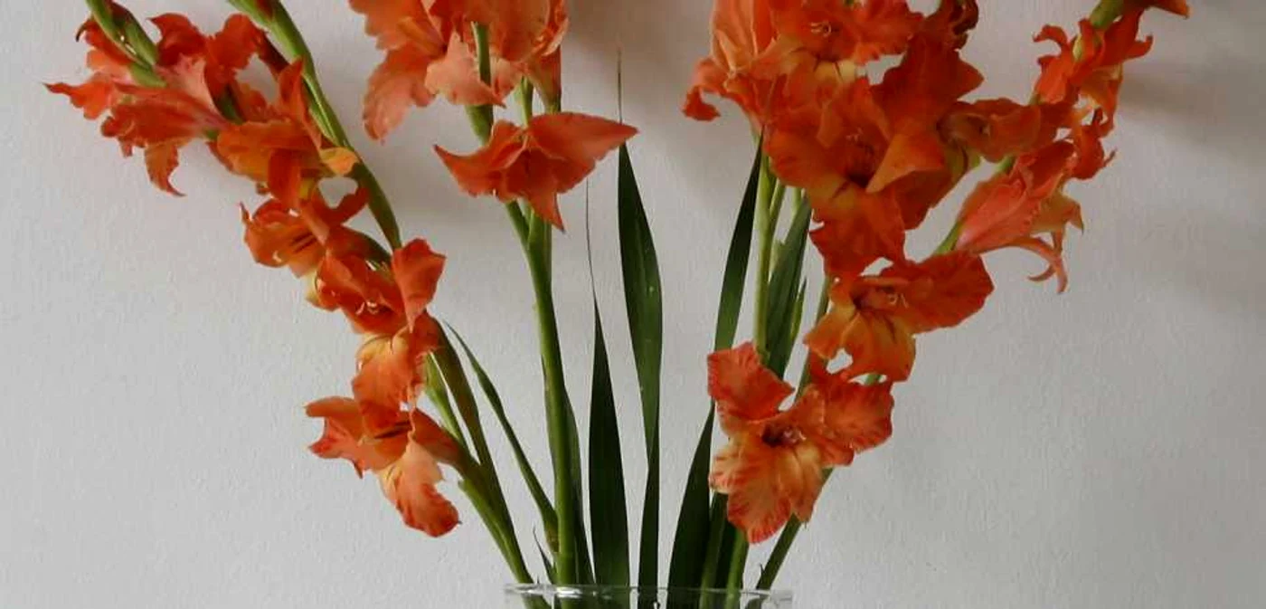 Soiul Melna de gladiole