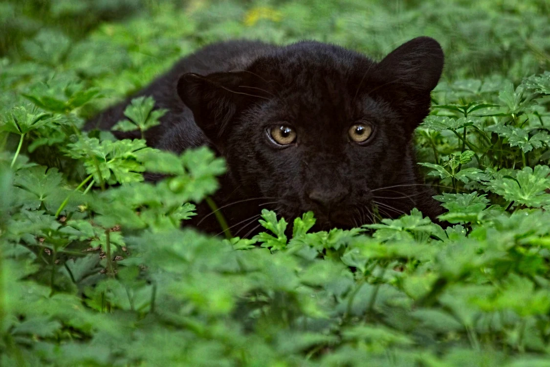 A fost elucidat cazul panterei negre din Giurgiu: era câine. Foto: Pixabay