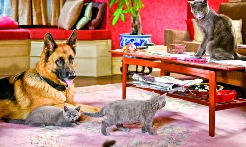 1 47635 original jpg jpeg