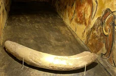 Fildeș de mamut bucureștean, expus la Casa Filipescu Cesianu jpeg