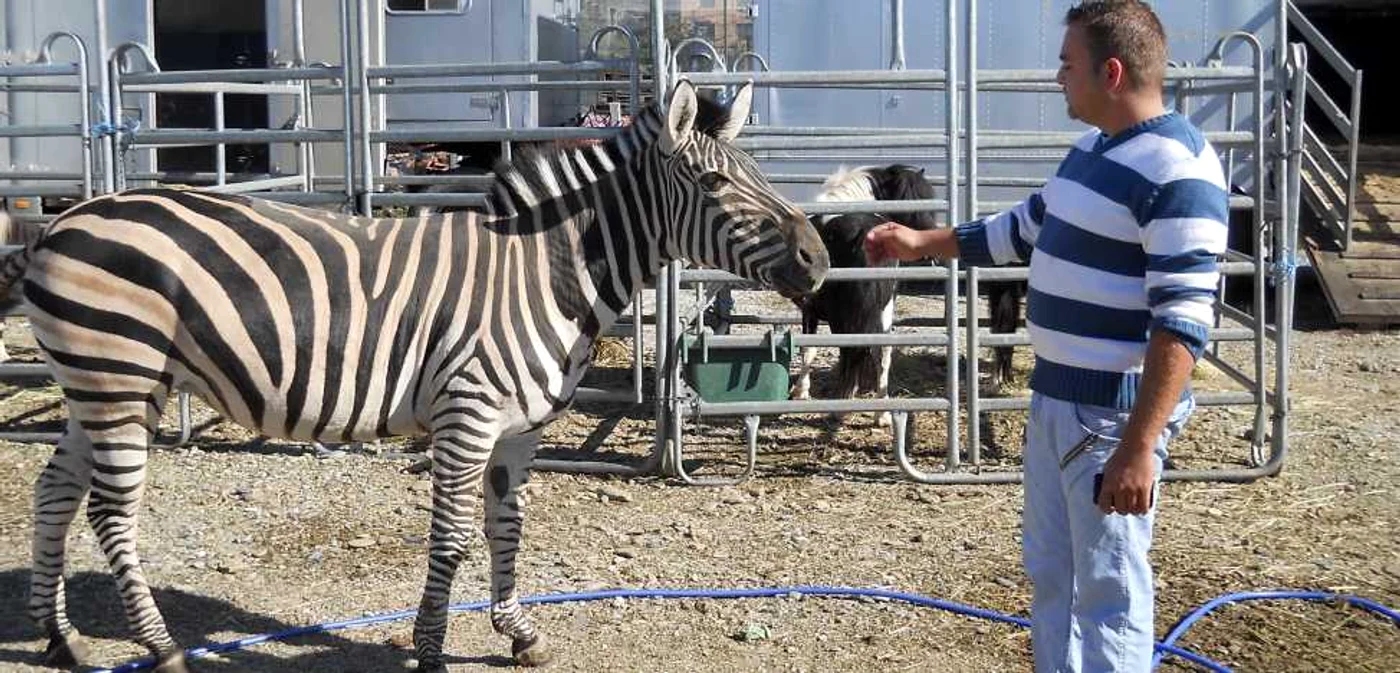 Copiii pot vedea zebre, elefanţi, şerpi şi zimbri