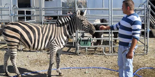 Copiii pot vedea zebre, elefanţi, şerpi şi zimbri