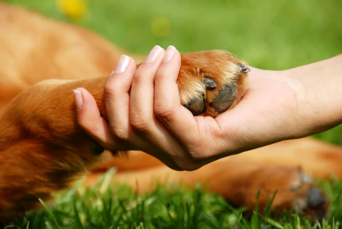 Foto: www.animalzoo.ro