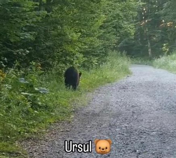 O tânără s-a întâlnit cu ursul în pădure. Care a fost reacția ei VIDEO