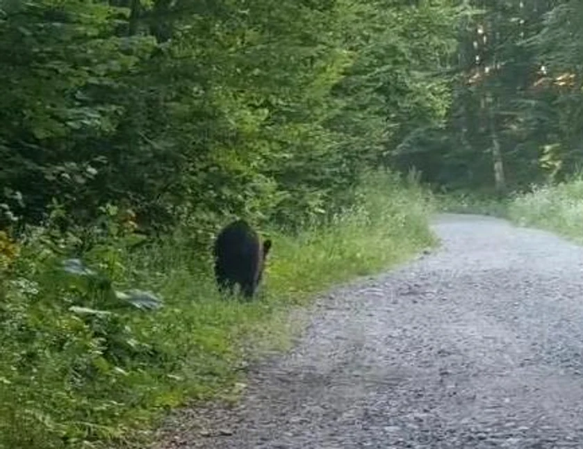 Ursul cu care tânăra s-a întâlnit FOTO: Instagram