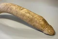 artefact penis olanda jpg