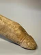 artefact penis olanda jpg