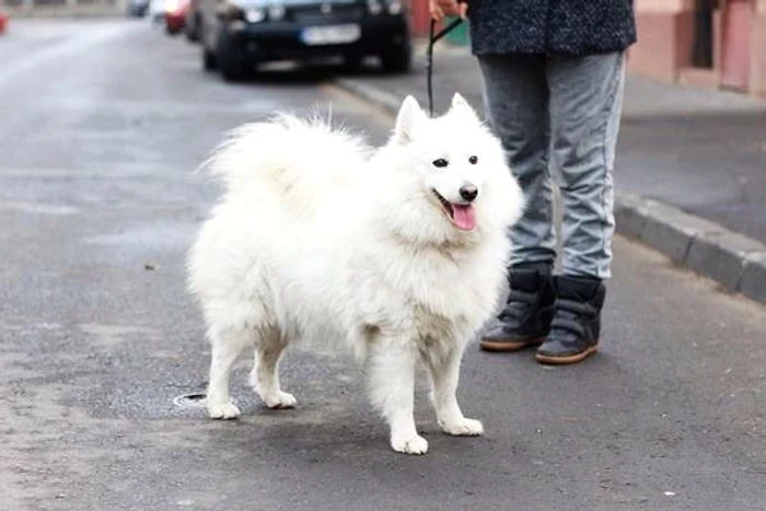 Adela Popescu (foto: facebook)