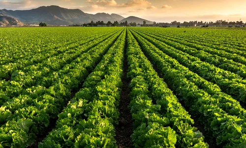 Ce soluții există pentru o recoltă mai bogată și sănătoasă jpg