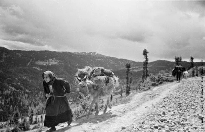 O bătrână îşi mută din calea războiului cele mai de preţ bunuri - măgăruşul şi un viţel,  22 mai 1948 (Bert Hardy/Picture Post/Getty Images)