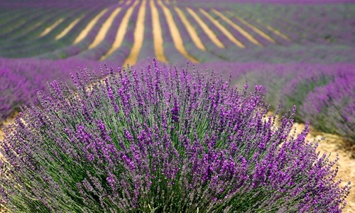 1 82347 original jpg jpeg