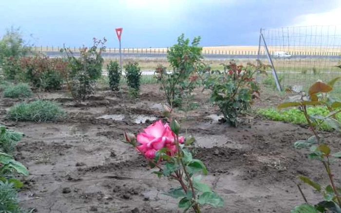 Autostrada Soarelui A2 - Grupurile sanitare de la Km 206 Foto Sînziana Ionescu