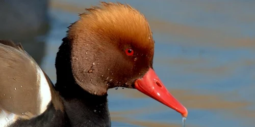 rata cu ciuf foto mihai baciu tulcea