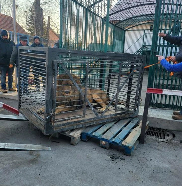 Leul Simba a fost adus din Zaporoje FOTO: Asociația Casa lui Patrocle / Facebook
