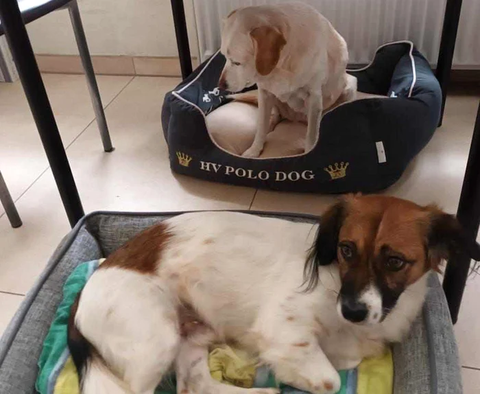 Cățeii au fost adoptați de o familie din Germania FOTO: Help Lăbuș