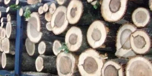A fost ridicat în vederea confiscării 15,864 mc material lemnos în valoare de 11.120 lei
