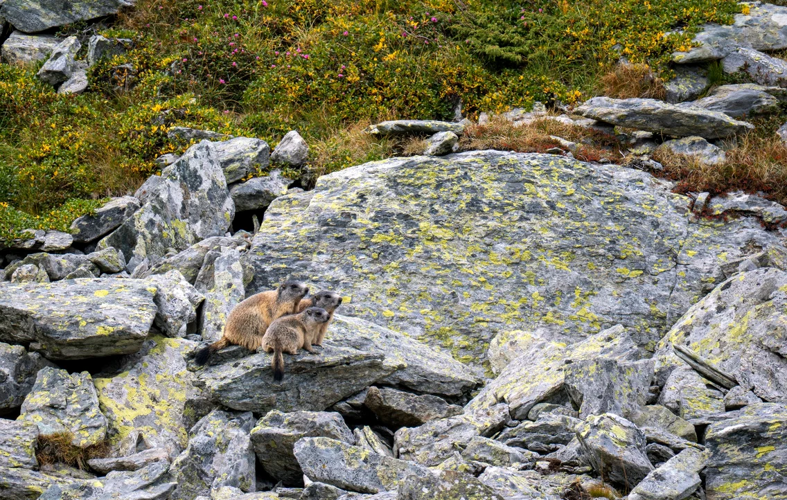 Marmote in Parcul Național Retezat Foto Claudia Danău și Cătălin Josan PNR (8) jpg