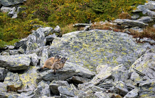 Marmote in Parcul Național Retezat  Foto Claudia Danău și Cătălin Josan  PNR (8) jpg