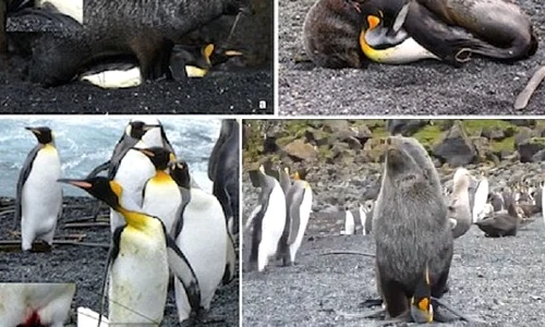 Pinguinii sunt ţinuţi cu forţa şi apoi violaţi jpeg