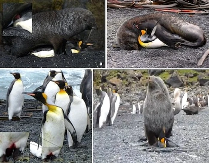 Pinguinii sunt ţinuţi cu forţa şi apoi violaţi