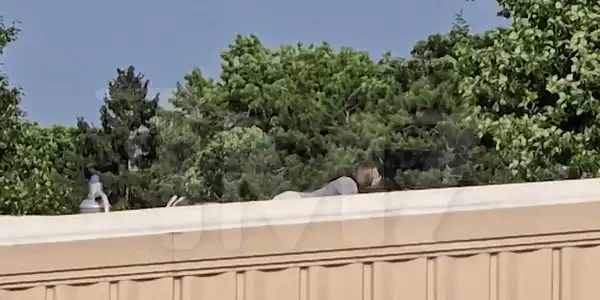 Atacatorul gif