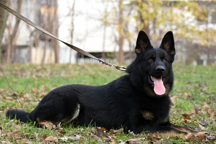 Vog este un lup tânăr, de doar 2 ani