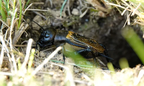 insect 7182636 1920 jpg