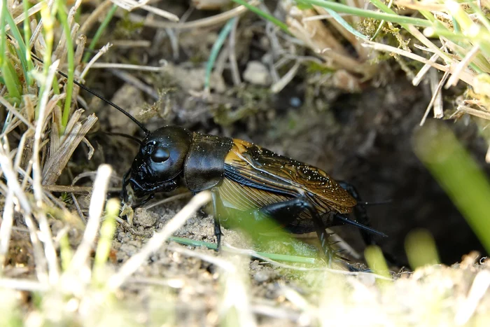 Produsele pe bază de făină făcută din insecte vor fi ușor de recunoscut /foto: Pixabay