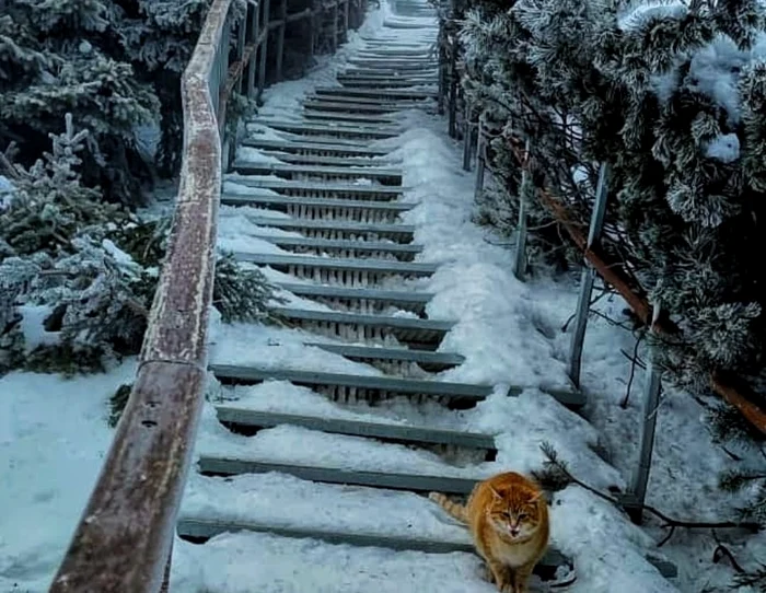 Portocală, pe scările care duc pe vârful Toaca FOTO Marius Cirdei