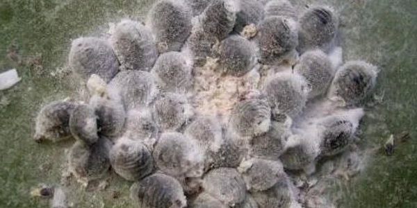Insectele cochineale sunt folosite pe post de ingredient în  băuturile de la Starbuks