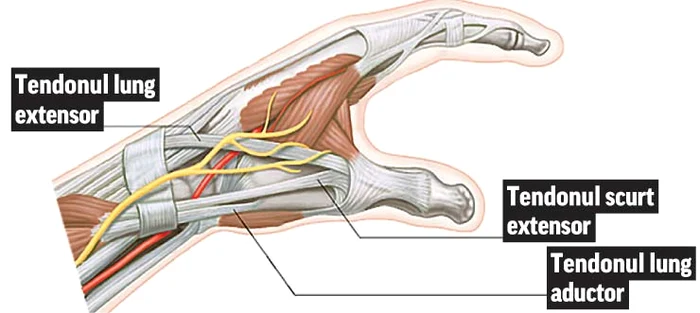 
    Câştigător a fost George Vintilă,  dar toată lumea vorbeşte despre drama lui Augustin Viziru, care şi-a mutilat mâna cu toporul  