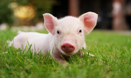 1 shutterstock 556381594 jpg jpeg