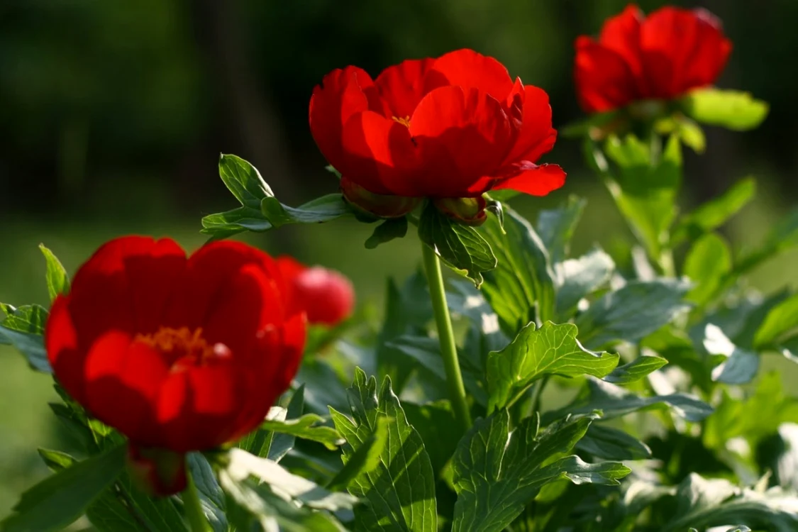 Bjuorul românesc