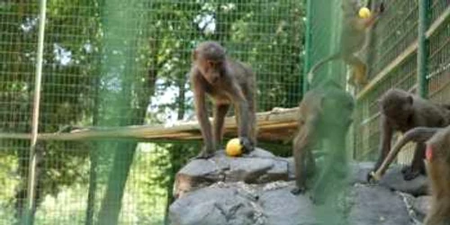 Spațiile de la Zoo Bucov vor fi decorate de copii. Foto arhivă Adevărul Ploiești