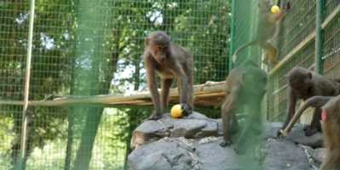 Spațiile de la Zoo Bucov vor fi decorate de copii. Foto arhivă Adevărul Ploiești