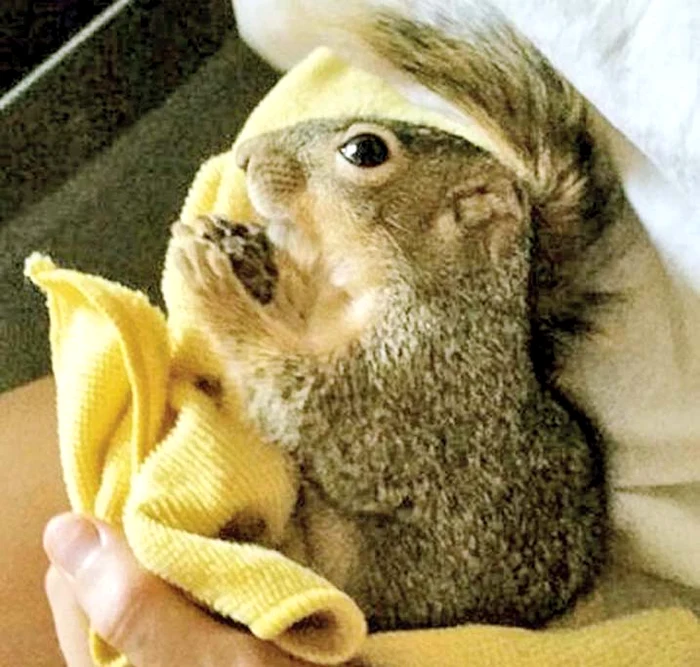 Veveriţoiul Mitten a fost găsit rănit