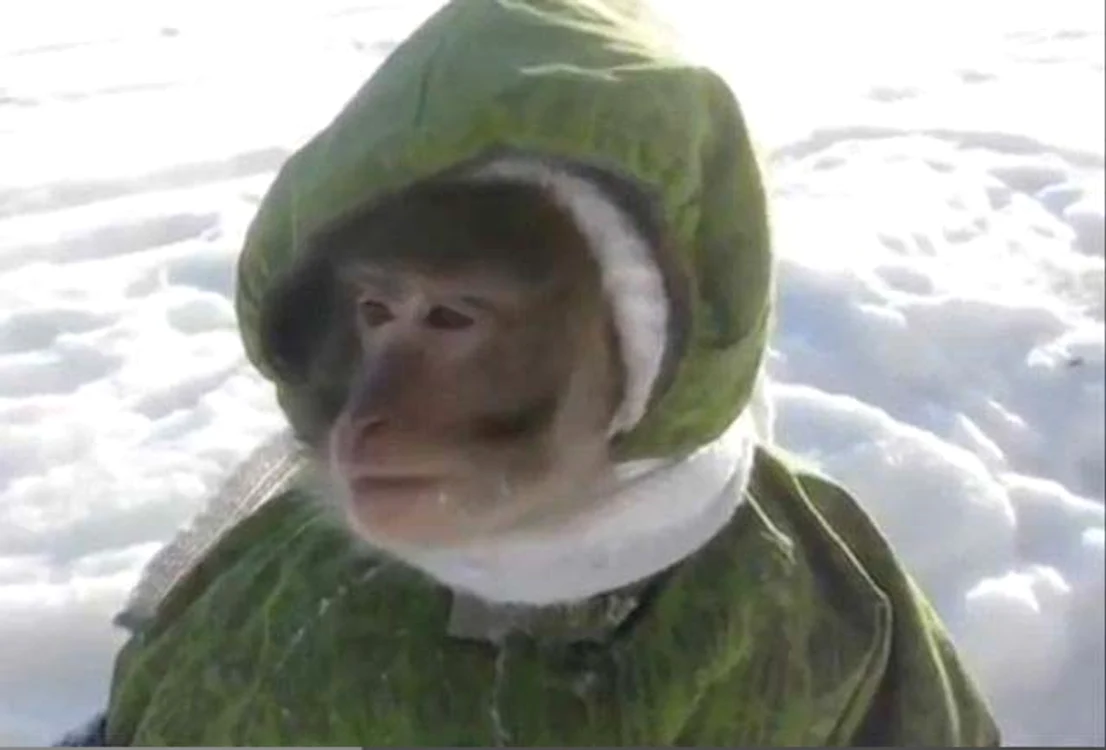 
    Maimuta sare bucuroasa in zapada si se joaca, incurajata de stapaniFoto: Captură Youtube  