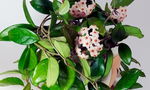 Lacrima Maicii Domnului, floarea de ceară care produce mir jpeg