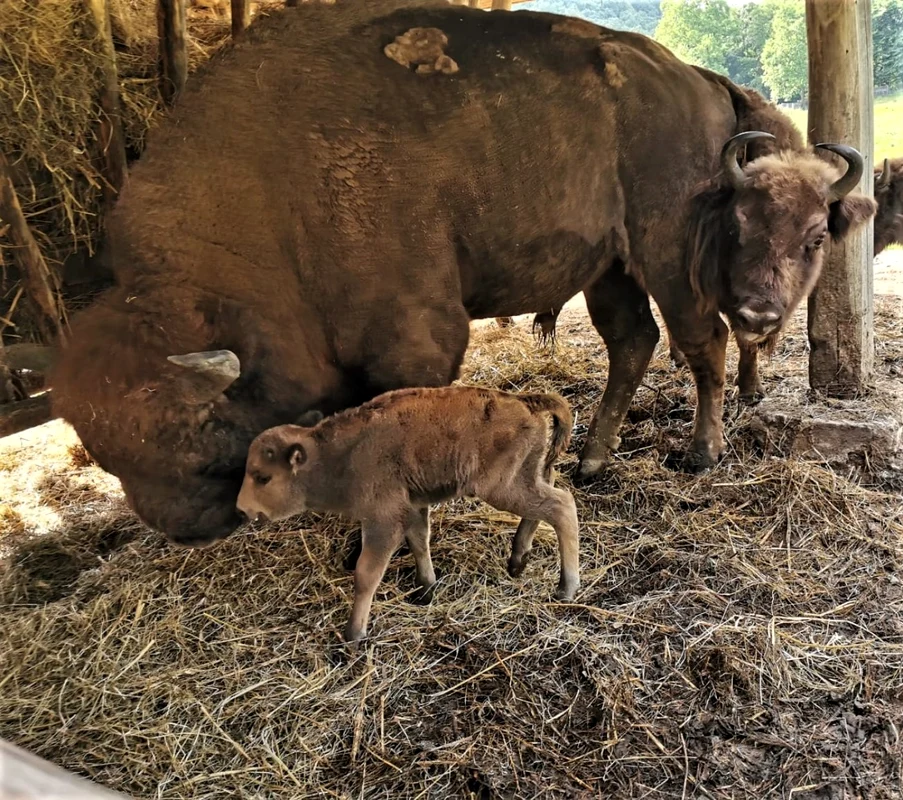 zimbri hunedoara la hateg foto directia silvica hunedoara