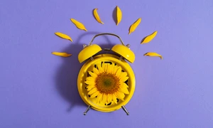 beautiful sunflower studio still life jpg