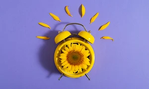 beautiful sunflower studio still life jpg