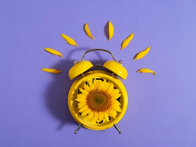 beautiful sunflower studio still life jpg