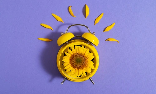 beautiful sunflower studio still life jpg